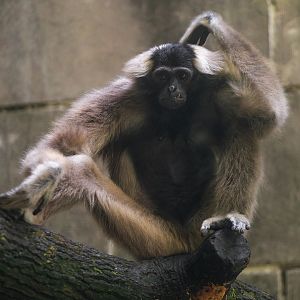 Pileated gibbon