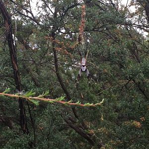 Australian Golden Orb Weaver (Trichonephila edulis)
