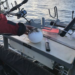 Pufferfish (forgot the species)