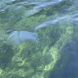 Blue Blubber Jellyfish