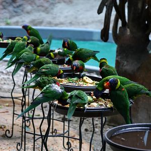 Rainbow Lorikeets