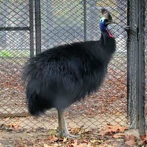 Southern Cassowary