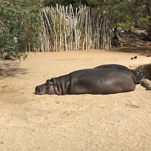 Common Hippopotamus.