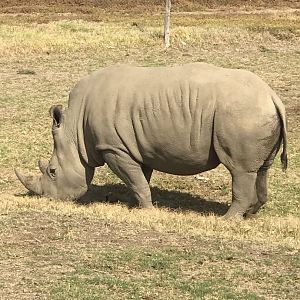 Southern White Rhinoceros