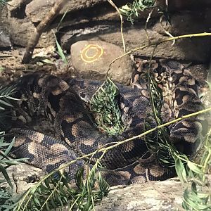 Madagascar Ground Boa