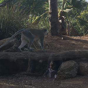 Vervet Monkey