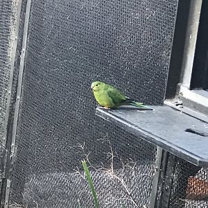 Orange Bellied Parrot