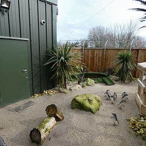 Part of Little Blue Penguin outdoor enclosure