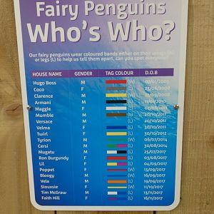 Little Blue Penguin ID signange