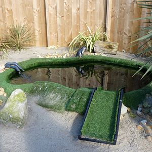 Little Blue Penguin pool