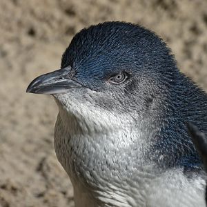 Little Blue Penguin