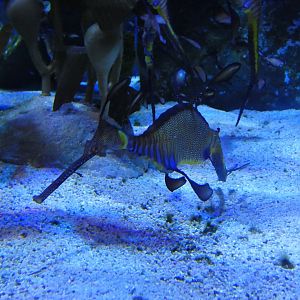 Weedy Sea Dragon