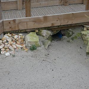 Little Blue Penguin tunnel under visitor path