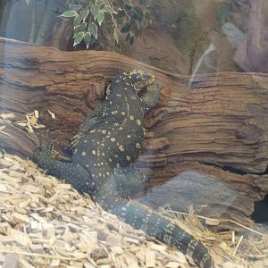 Asian water Monitor Lizzard