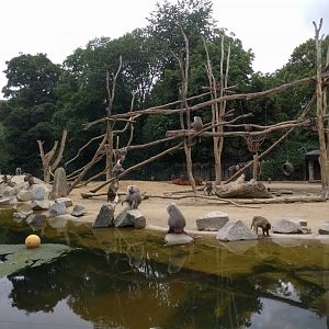 Hamadryas baboon and African forest Buffalo Mixed Species Habitat