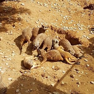 Slender Tailed Meerkats