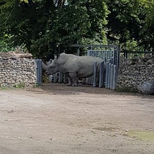 Southern White Rhinoceros