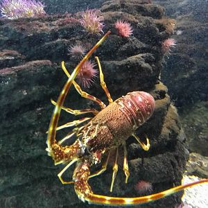 Spiny lobster