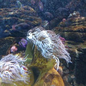 Sea anenome Tank