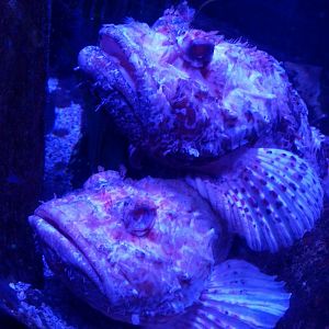 Scorpion fish