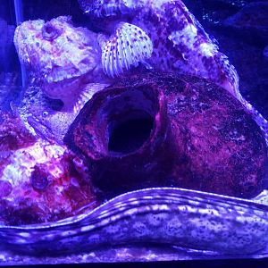 Scorpion fish and Mediterenean Moray eel tank