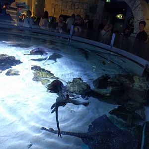 Thornback ray tank