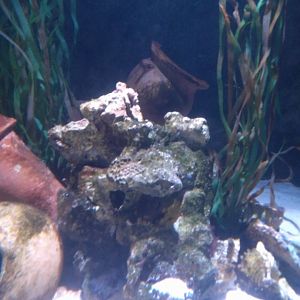 Common Octopus tank