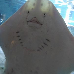Thornback ray