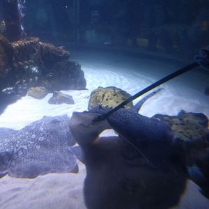 Ray and Shark feeding