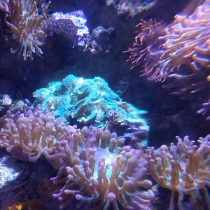 Corall Reef Tank
