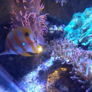 Longnose butterflyfish