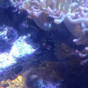 Coral cleaner shrimp