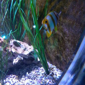 Longnose butterflyfish and Sea Horse tank