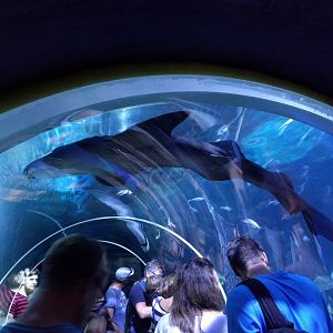 Nurse Shark on top of Shark Tank tunnel