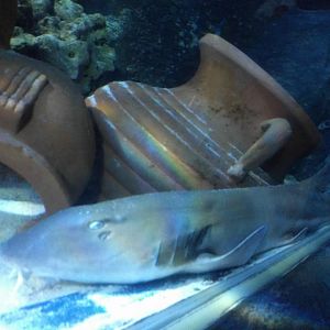 Nurse Shark