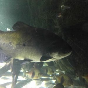 Black pacu