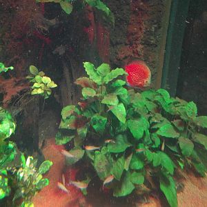 Diskus Fish tank