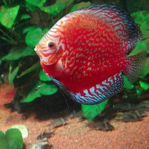 Diskus Fish