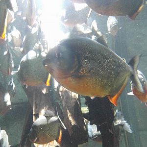 Red bellied Piranha