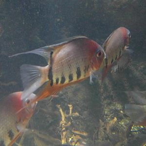 Fish ID