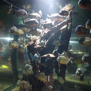 Piranha tank