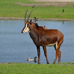 Sable antelope in Givskud Zoo