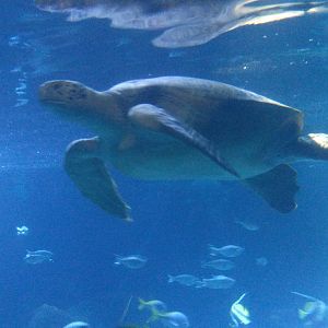 Green Sea turtle