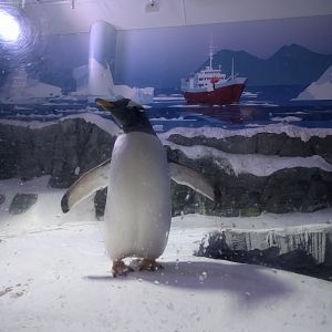 Gentoo Penguin