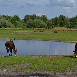 Sable antelopes and black wildebeest in Givskud Zoo