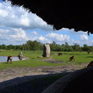 View from the Rhino-hut in Givskud Zoo
