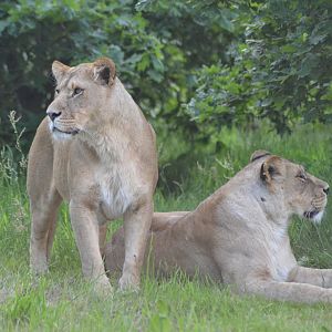 Lions in Givskud Zoo