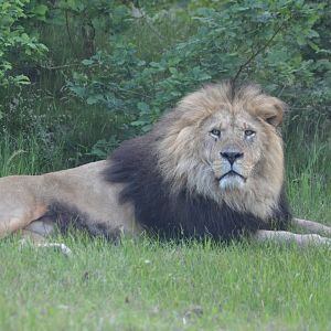Male lion in Givskud Zoo