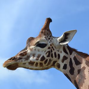 Giraffe in Givskud Zoo