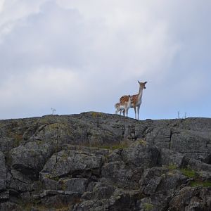 Fallow deer in Slottsskogen